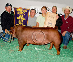 Duroc Gilts